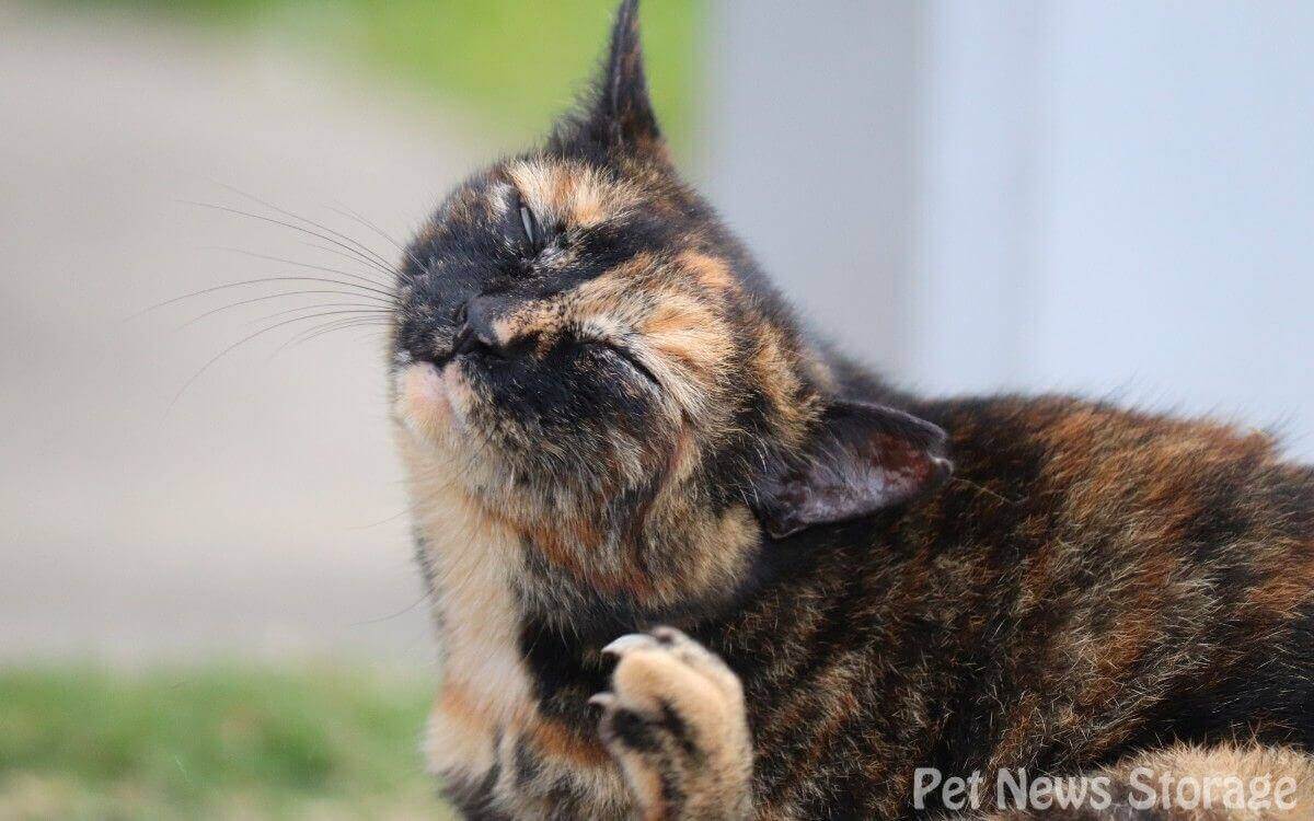 猫のフケを引き起こす病気