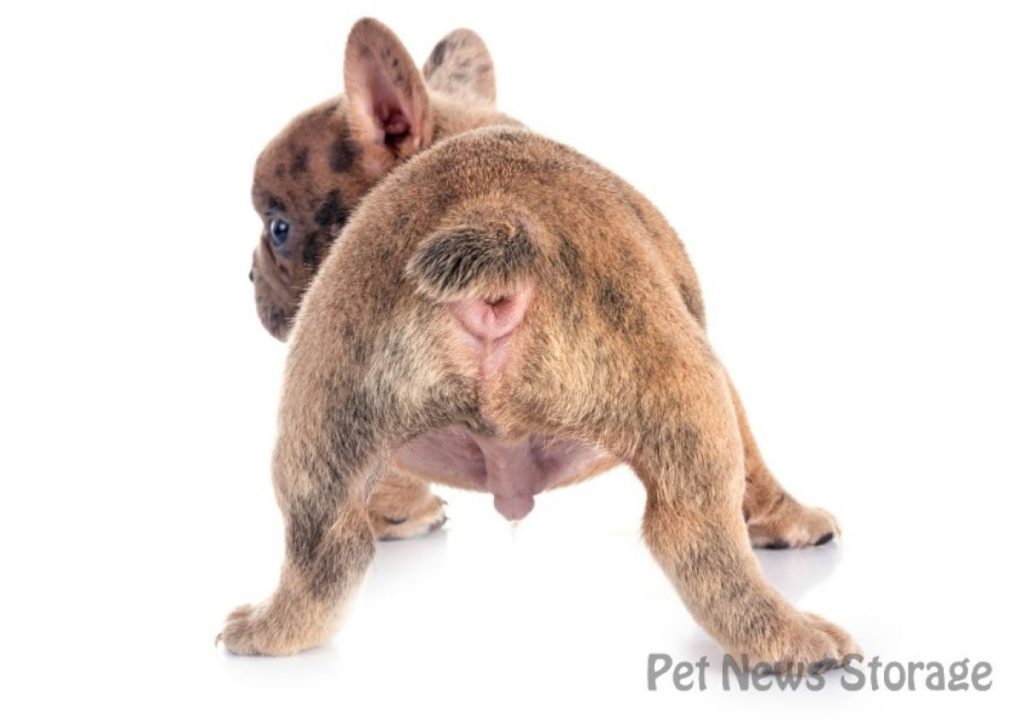 犬の精巣(金玉)がない(片方しかない)のはなぜ?