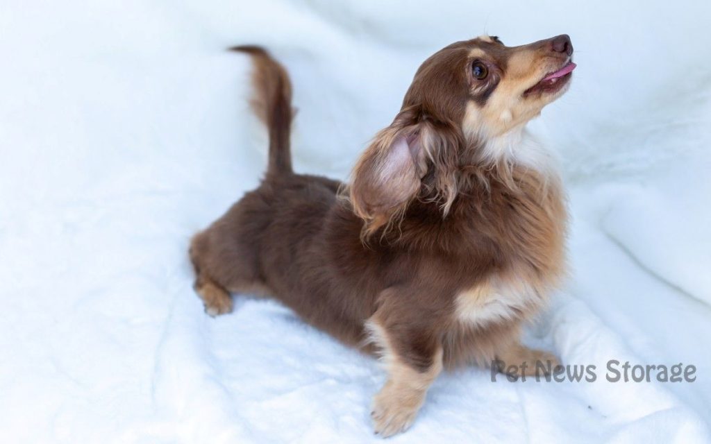 犬の精巣(金玉)が腫れている・大きい気がする