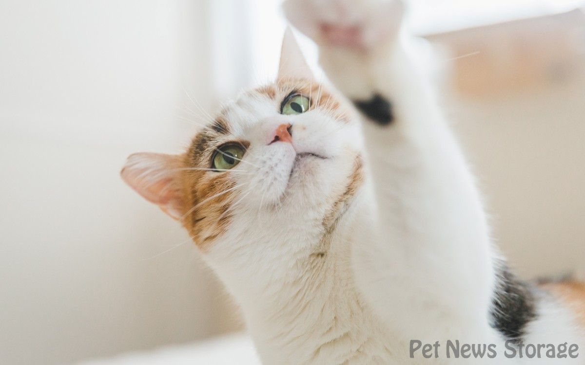 【獣医師監修】猫の低血糖とは？原因や応急処置、予防法を解説
