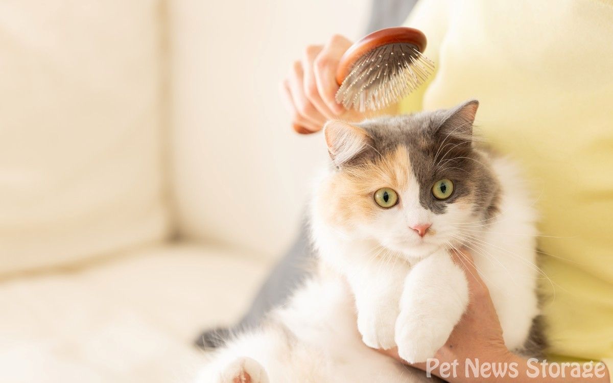自宅でできる！猫のフケの取り方と対策