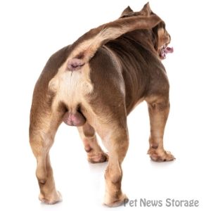 【獣医師監修】犬の精巣（金玉）のギモン。大きさの違いや片方しかないのは病気？