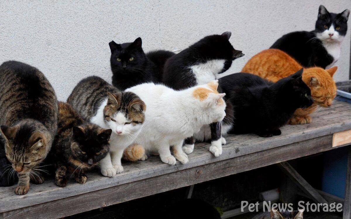 猫白血病の主な感染経路