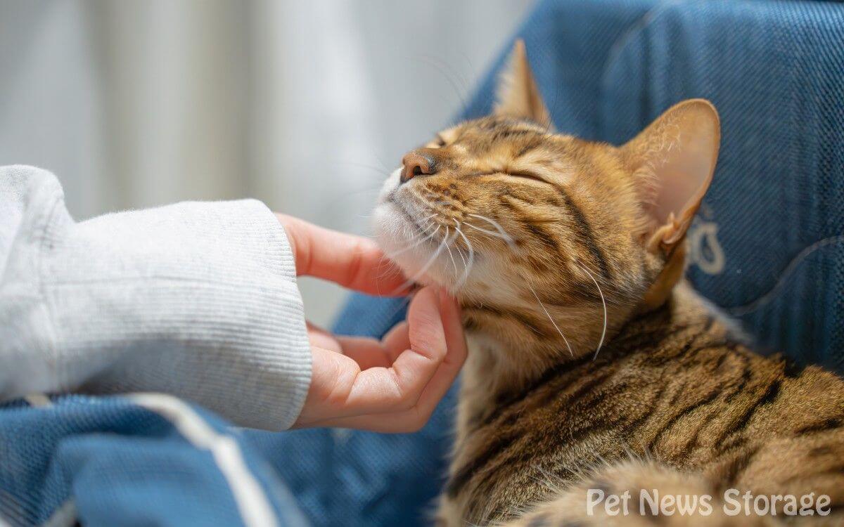 【獣医師監修】猫のワクチン接種の必要性｜「毎年」か「３年に１度」か？日本の住宅事情と医療の現実