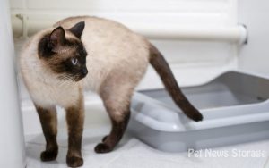 【獣医師監修】猫の血尿は危険？原因や症状、緊急度の見極め方を解説