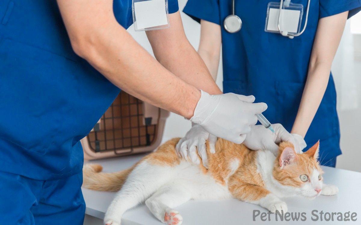 日本で最適な猫のワクチン接種頻度は「毎年」
