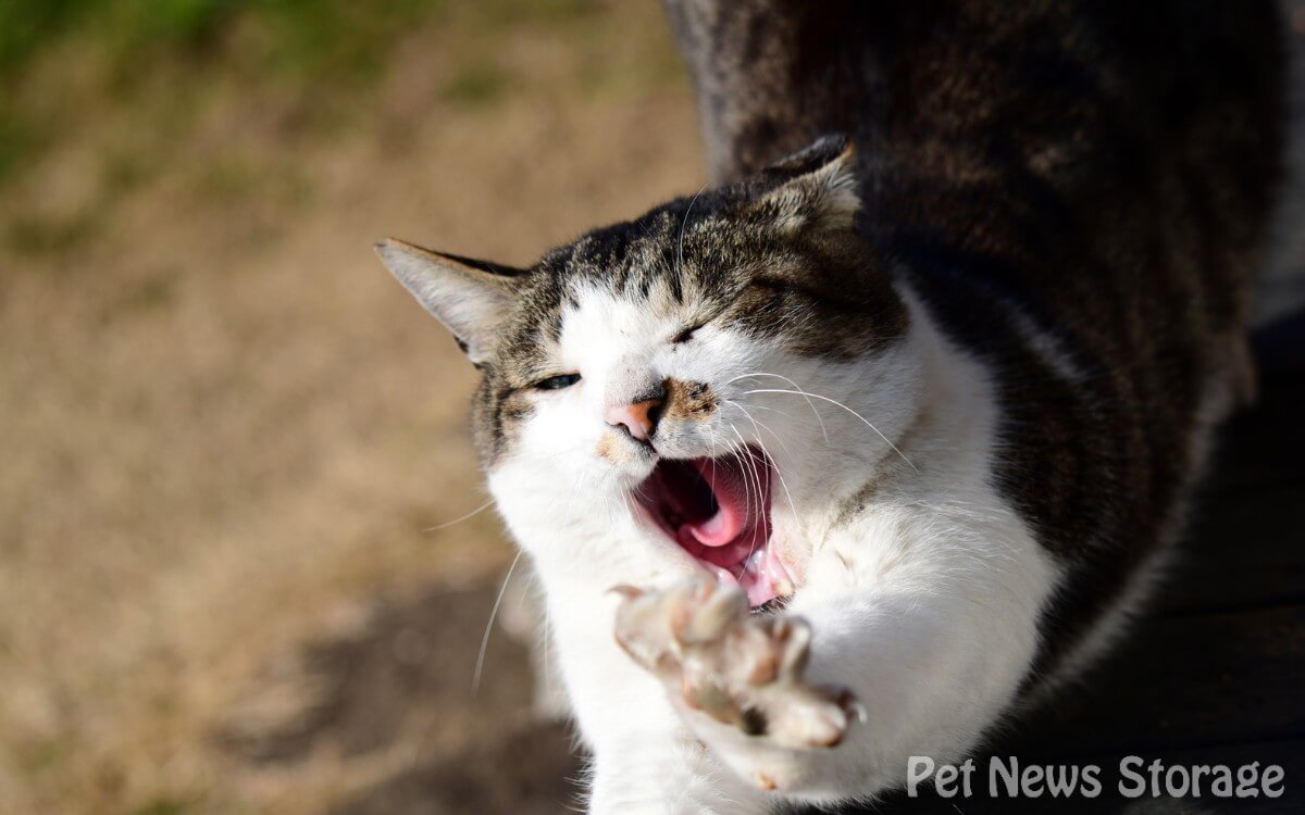 猫のフケの原因