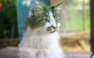 【獣医師監修】猫の白血病とは？原因、症状、予防法を解説
