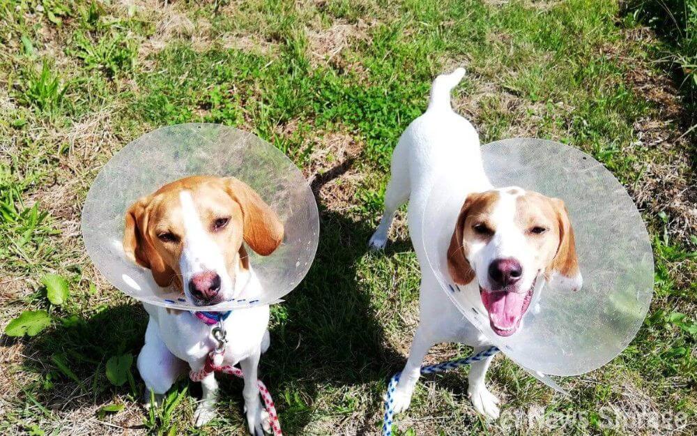 犬の去勢手術のメリット